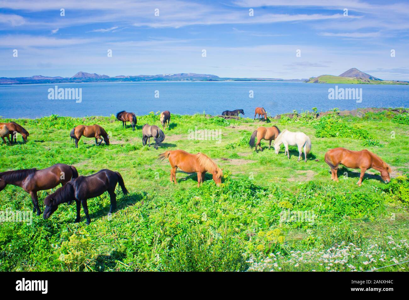 Beautiful two icelandic horses on a farm near Reykjavik, Iceland Stock
