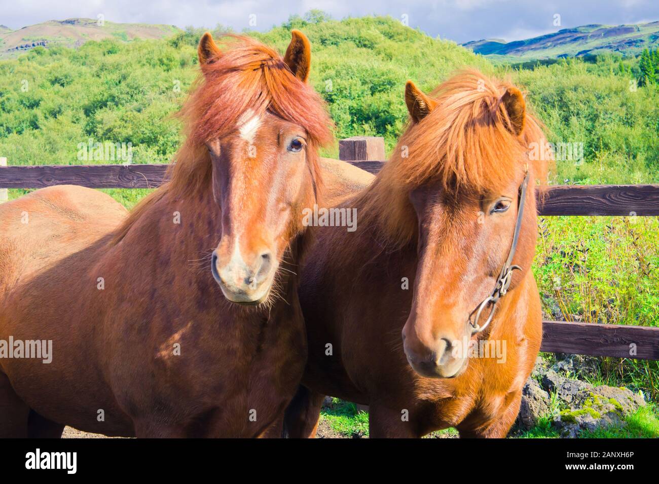 Beautiful two icelandic horses on a farm near Reykjavik, Iceland Stock