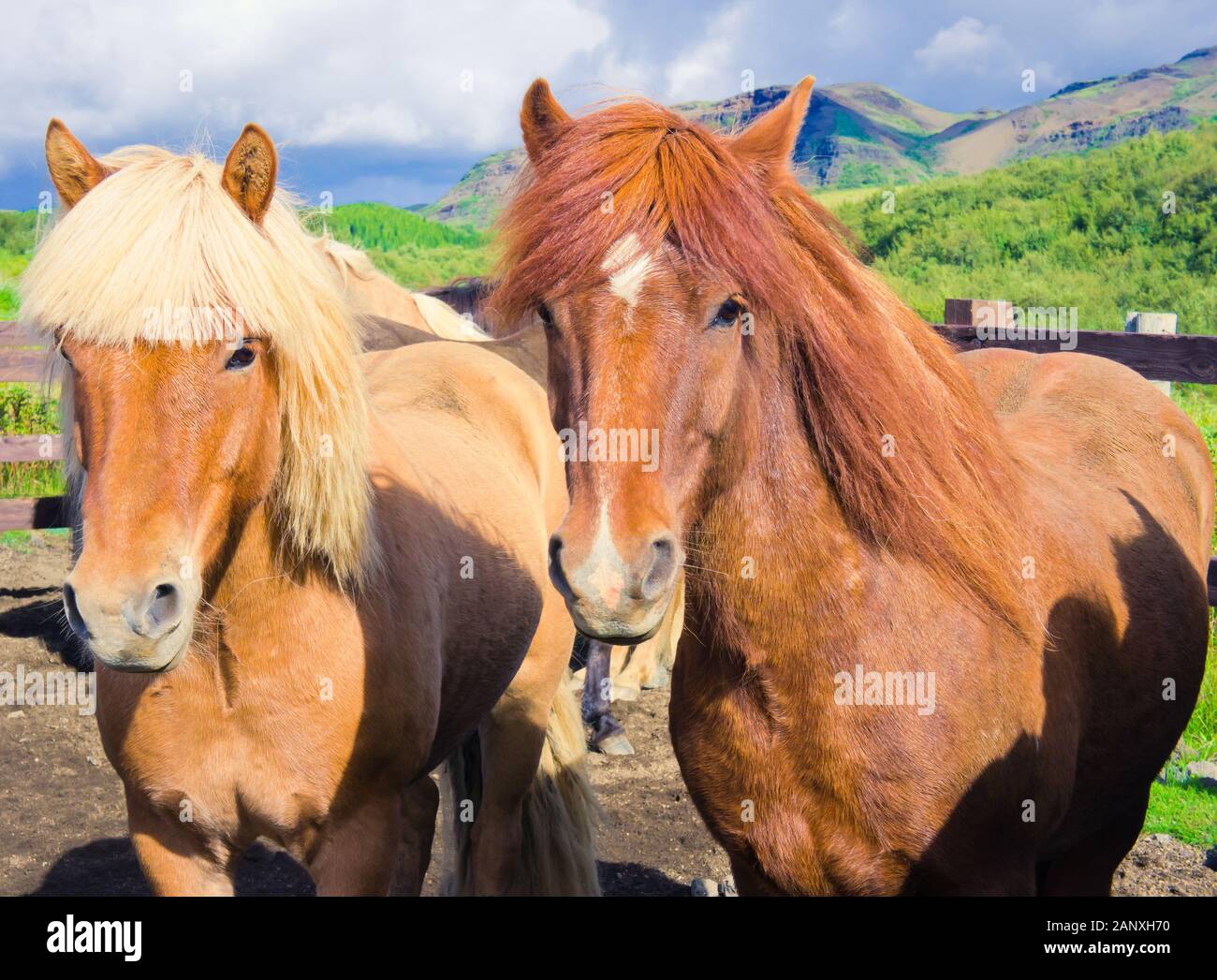 Beautiful two icelandic horses on a farm near Reykjavik, Iceland Stock