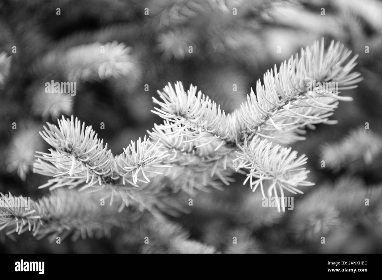 Winter is coming. Branches of pine spruce close up. Coniferous evergreen spruce tree. Symbolizing immortality and eternal life. Spruce or conifer plant. Spruce fir or needles on natural background. Stock Photo
