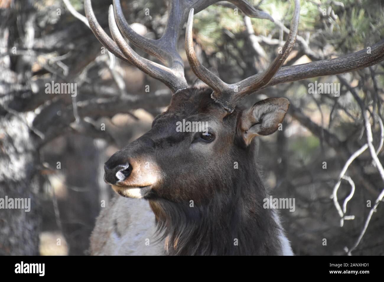 Hidden Meadow Elk Stock Photo