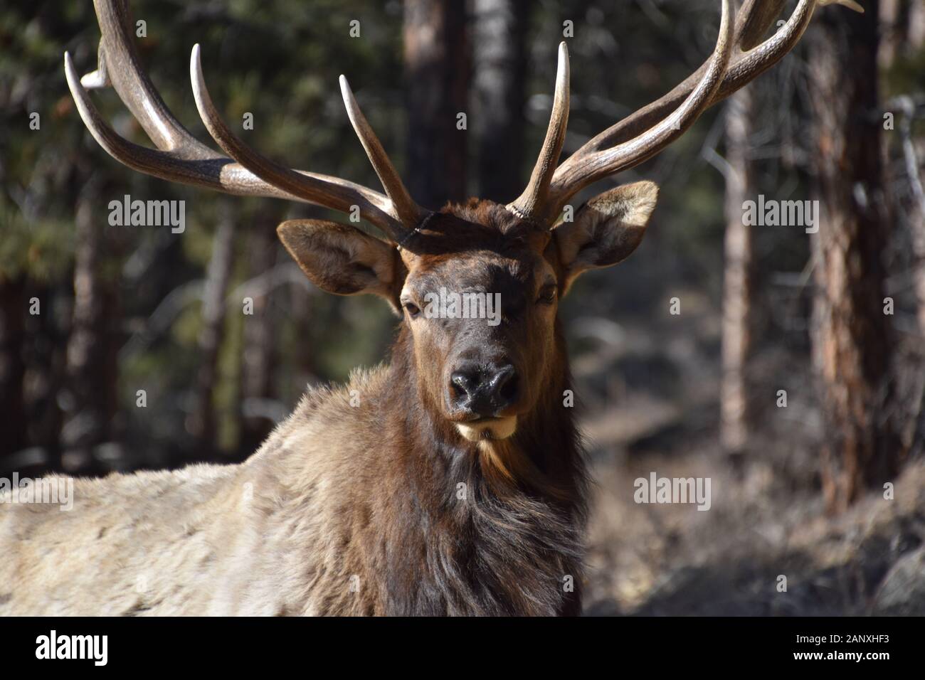 Hidden Meadow Elk Stock Photo