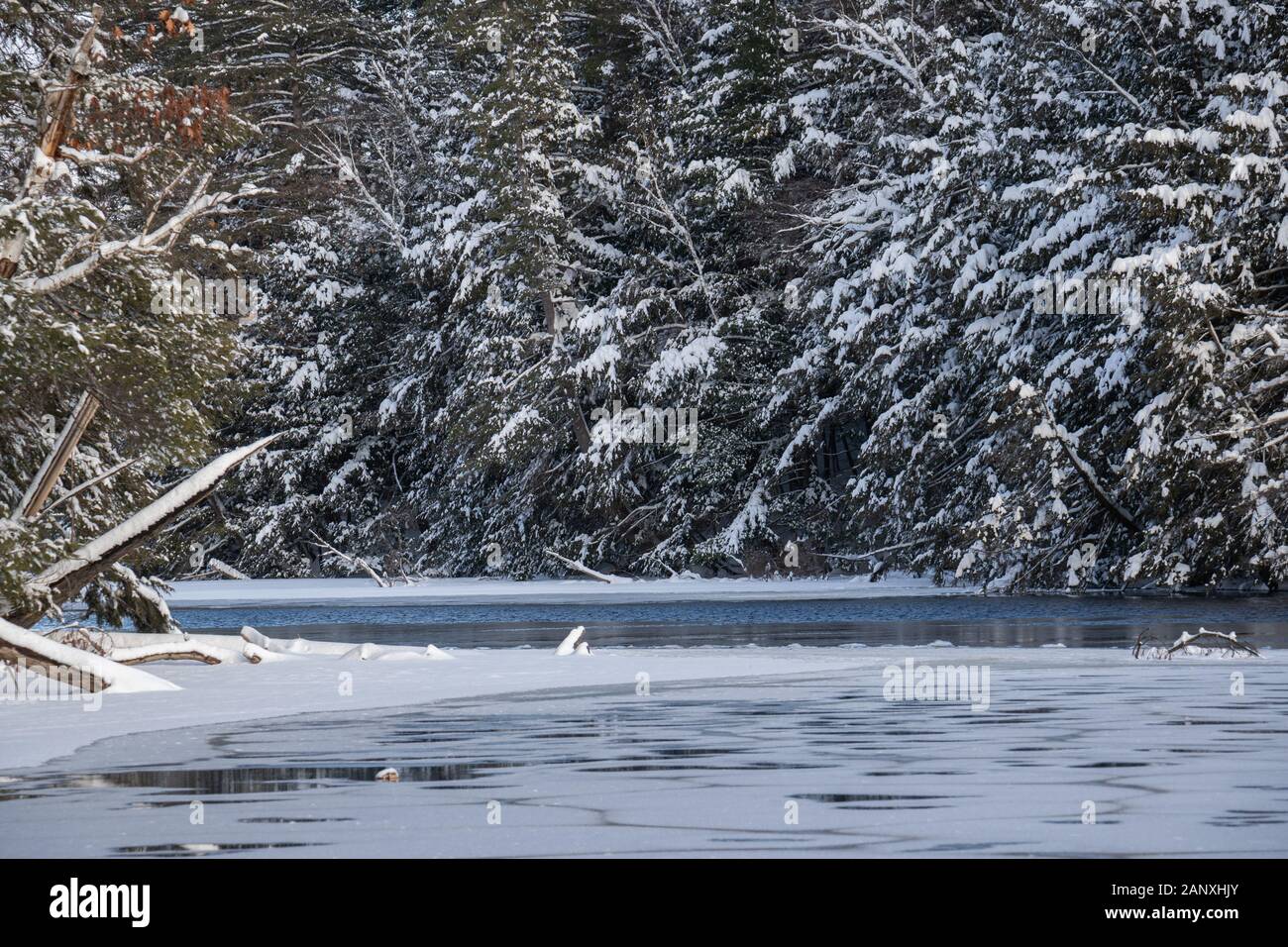 Snow blankets evergreens leaning over an icy lake in Ontario Canada in January. Stock Photo