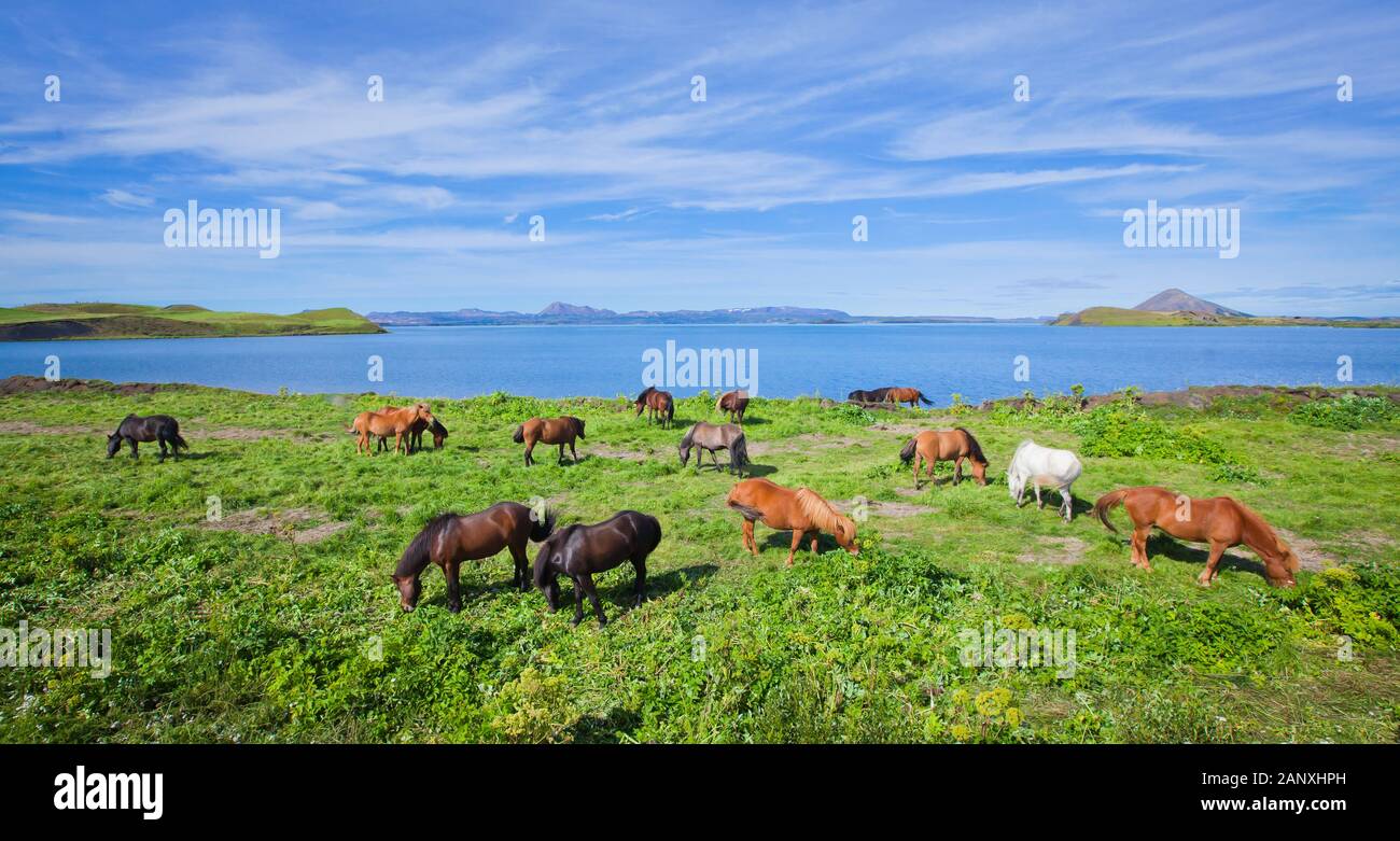 Beautiful two icelandic horses on a farm near Reykjavik, Iceland Stock