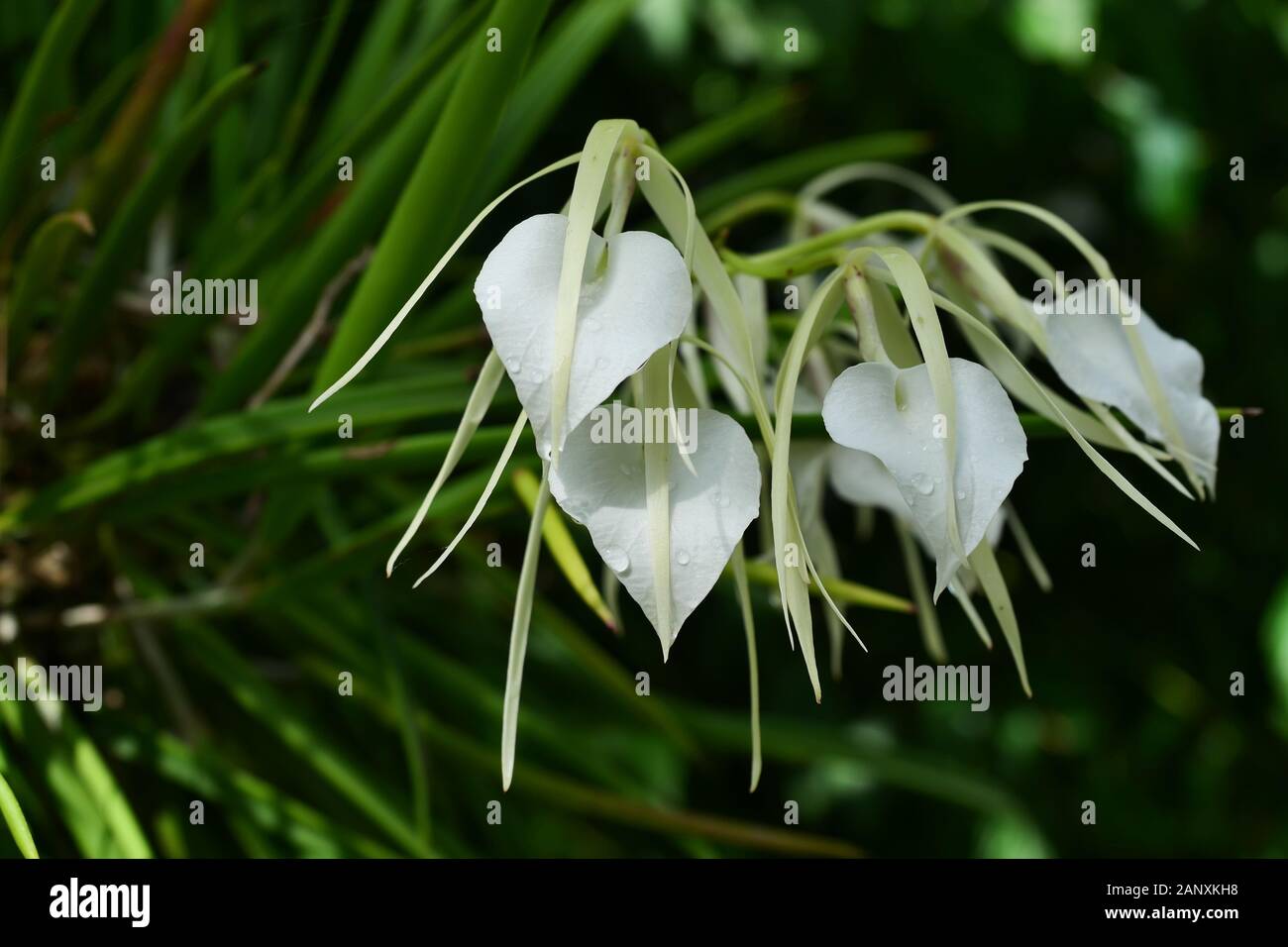 Water drops on Lady of the night orchid (Brassavola Nodosa) blossom with dark green bush in background, Freshness of plants after rain fall Stock Photo