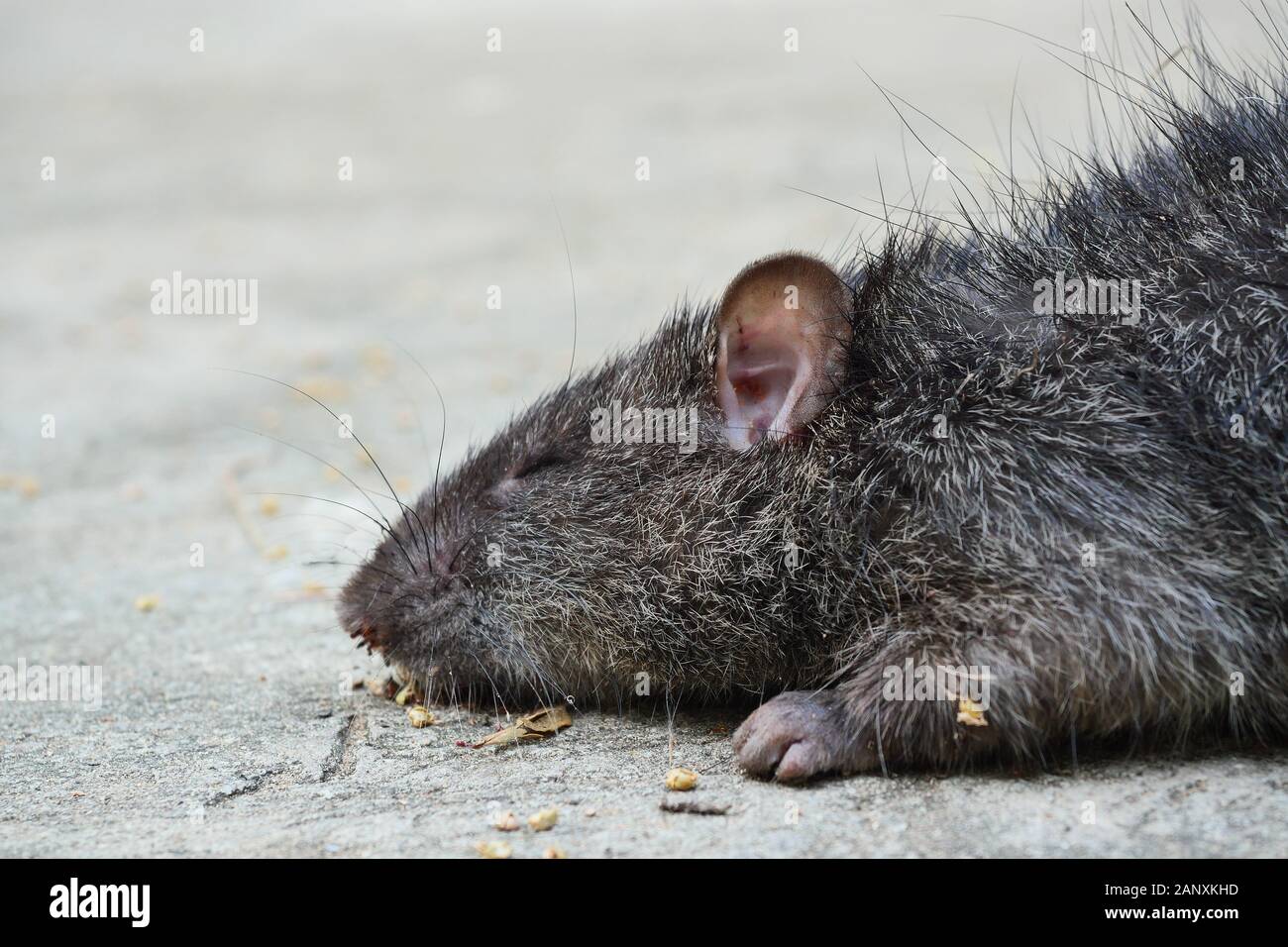Rat carcass on the road, Mouse dead, Mice on concrete floor Stock Photo