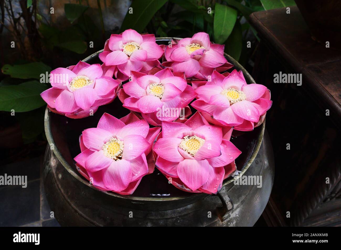 Bean of India or Sacred Lotus flower petals were folded into the shape of a pink rose blossom on the water in dark brown basin, Tropical Water Lilly Stock Photo