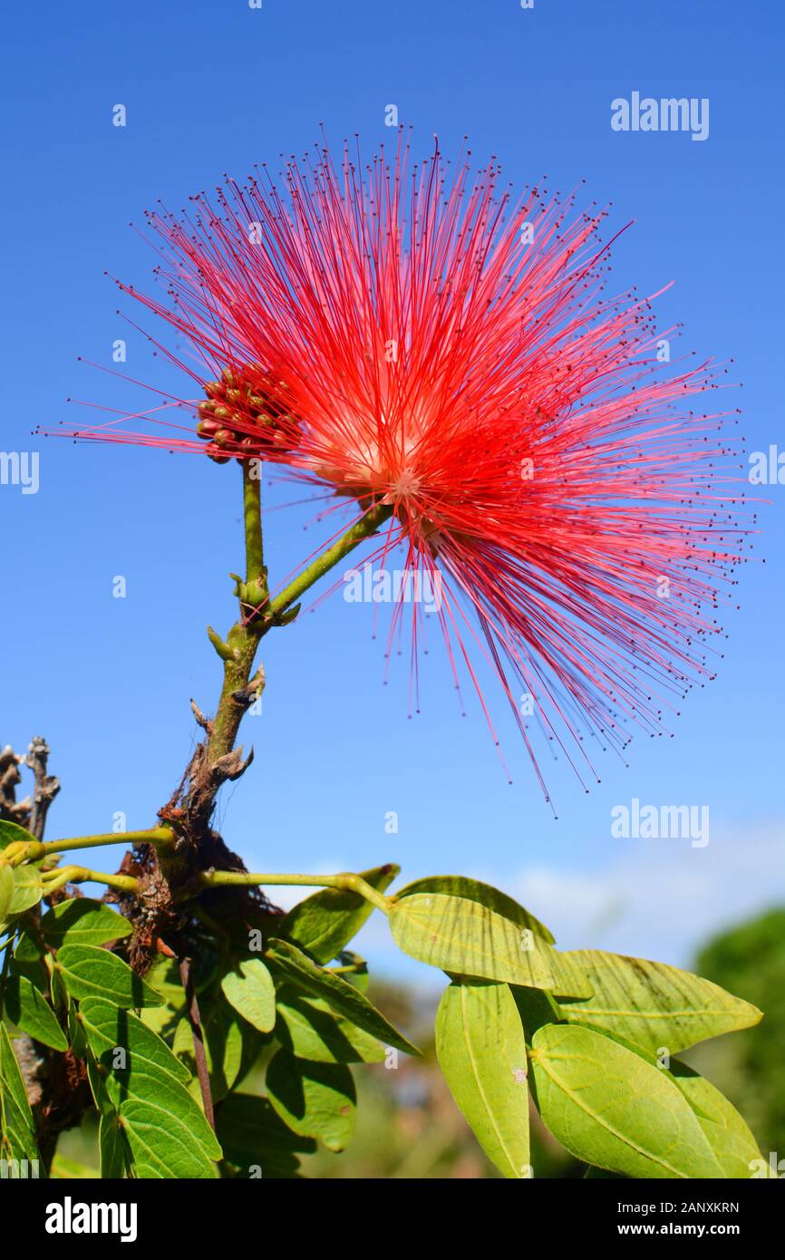 Red inflorescence flower of a calliandra against a blue sky, also known by the names powder puff and fairy duster Stock Photo