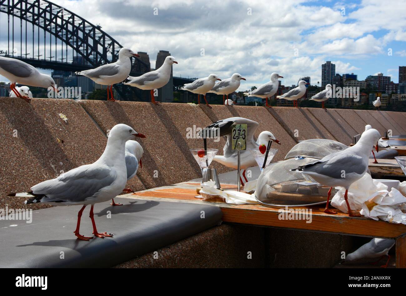 A hungry flock of seagulls moves in for food leftovers at a casual dining area along Sydney Harbor Stock Photo