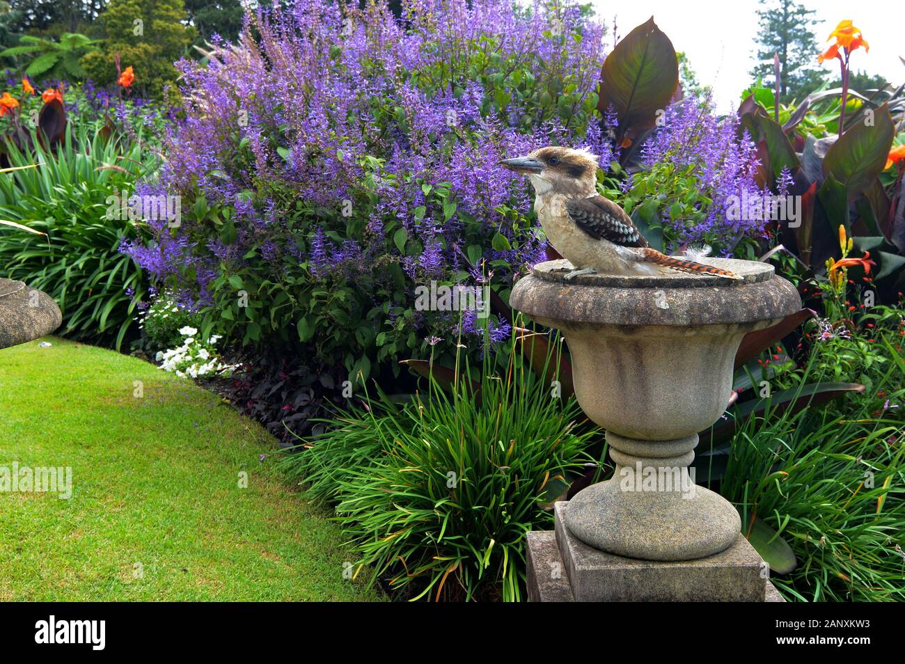 Laughing kookaburra, scientific name Dacelo novaeguineae, sitting like a statue in a flower garden Stock Photo