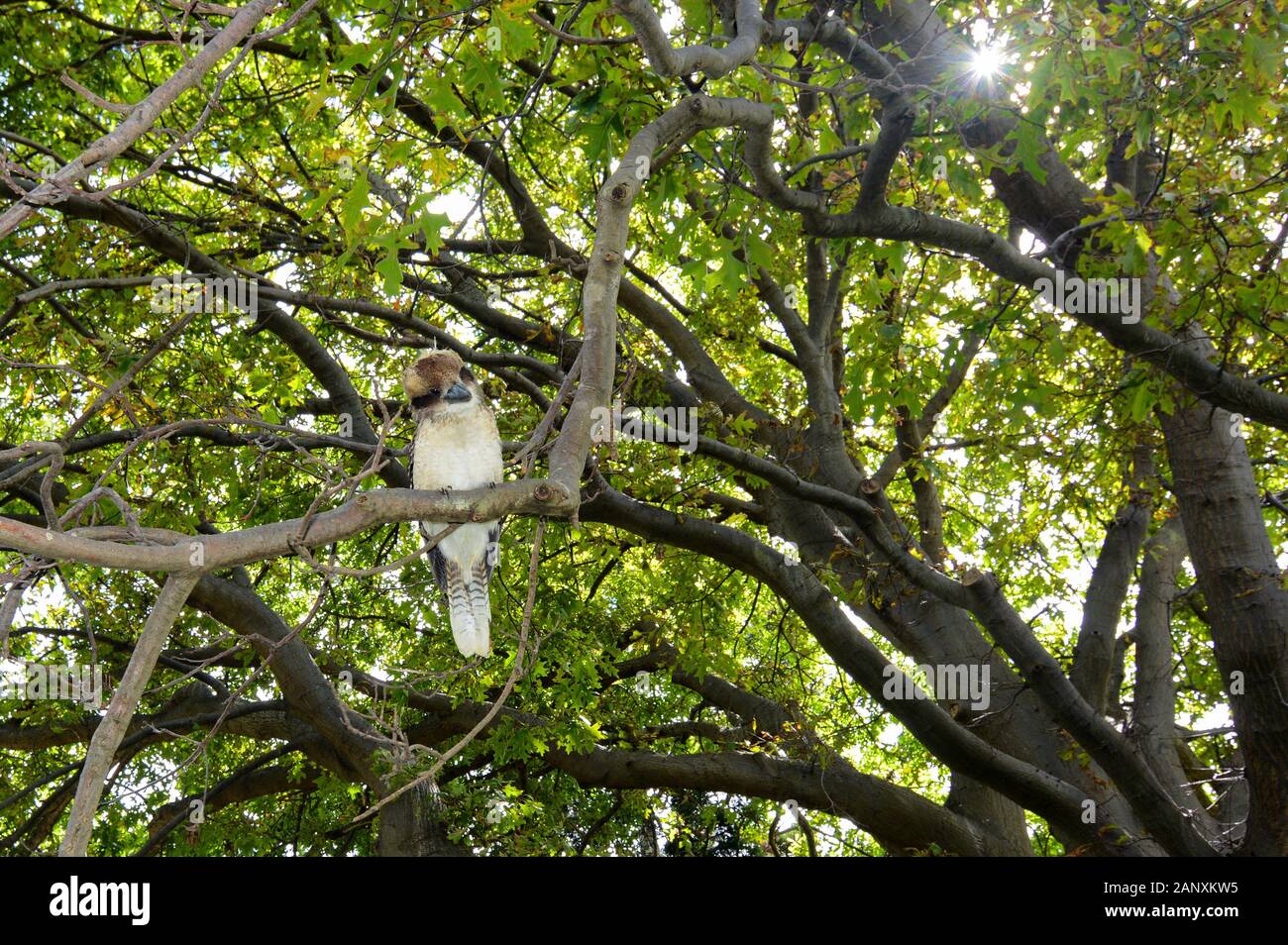 Laughing kookaburra, scientific name Dacelo novaeguineae, perched in a tree to watch for prey Stock Photo
