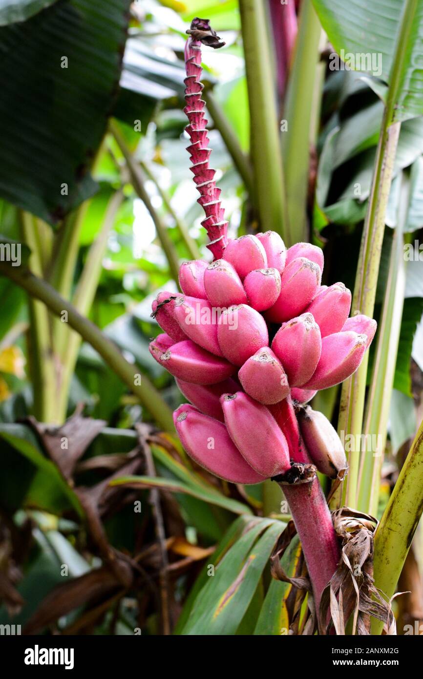 Musa velutina, commonly known as pink banana or hairy banana, with ripe fruit Stock Photo