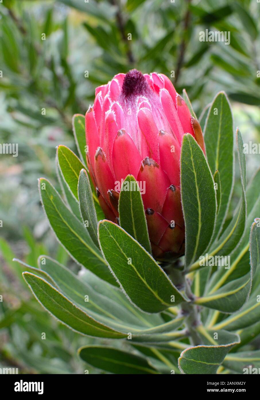 Beautiful pink and red protea flower bud just beginning to open Stock Photo