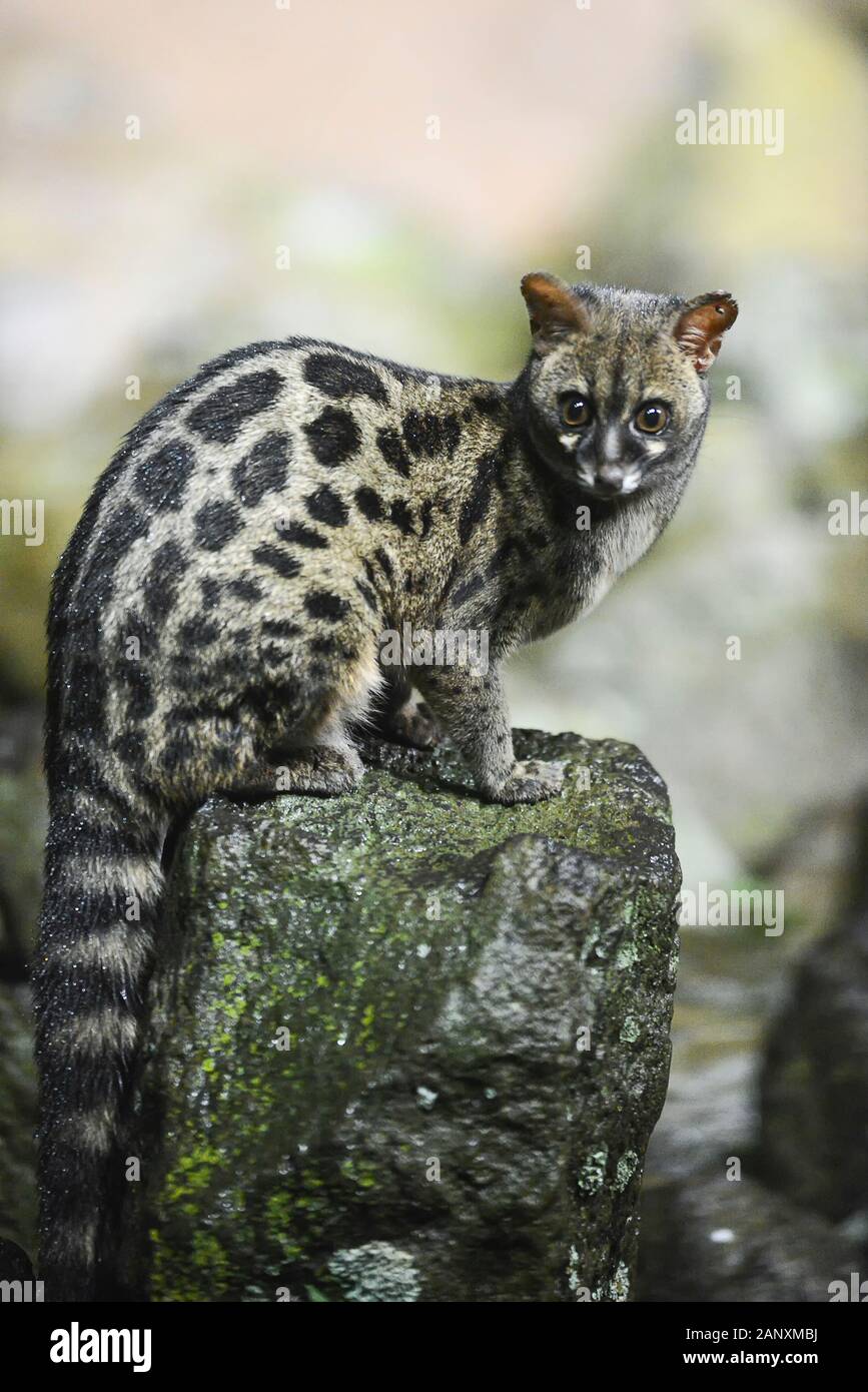 Rare and elusive Genet cat in very low Night  light at Aberdare National Park, Kenya, Africa Stock Photo