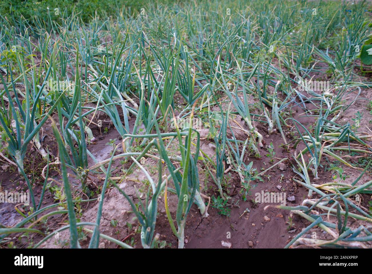 green onions. organic vegetable growing. fresh onions Stock Photo - Alamy