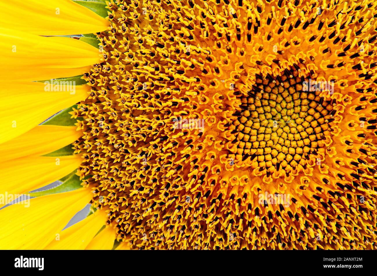 Macro close up details of golden yellow sunflower disk floret and ray floret petals. Nature plant background Stock Photo