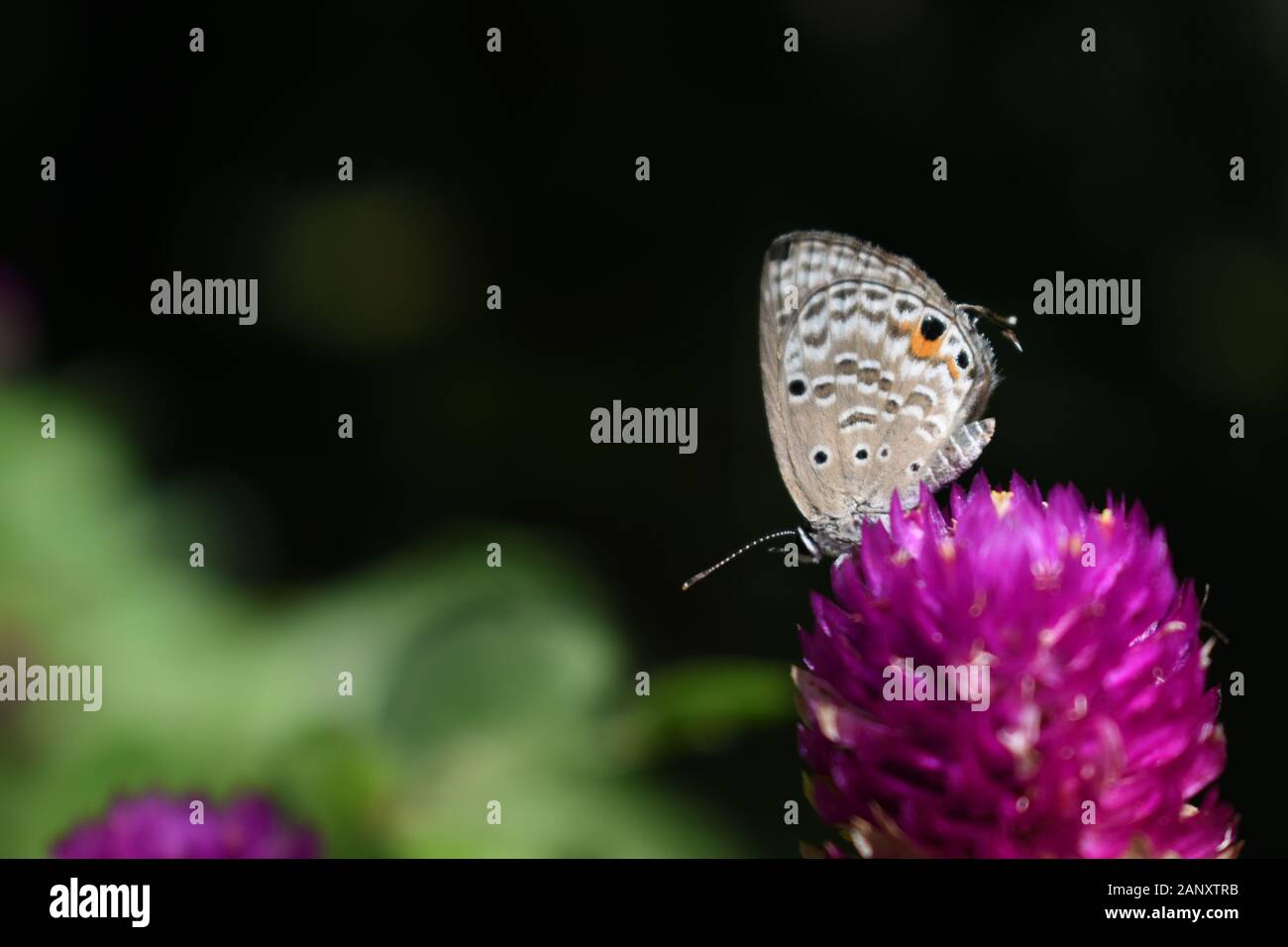 Close up photo of forget-me-not butterfly perched on a globe amaranth flower. Surakarta, Indonesia. Stock Photo