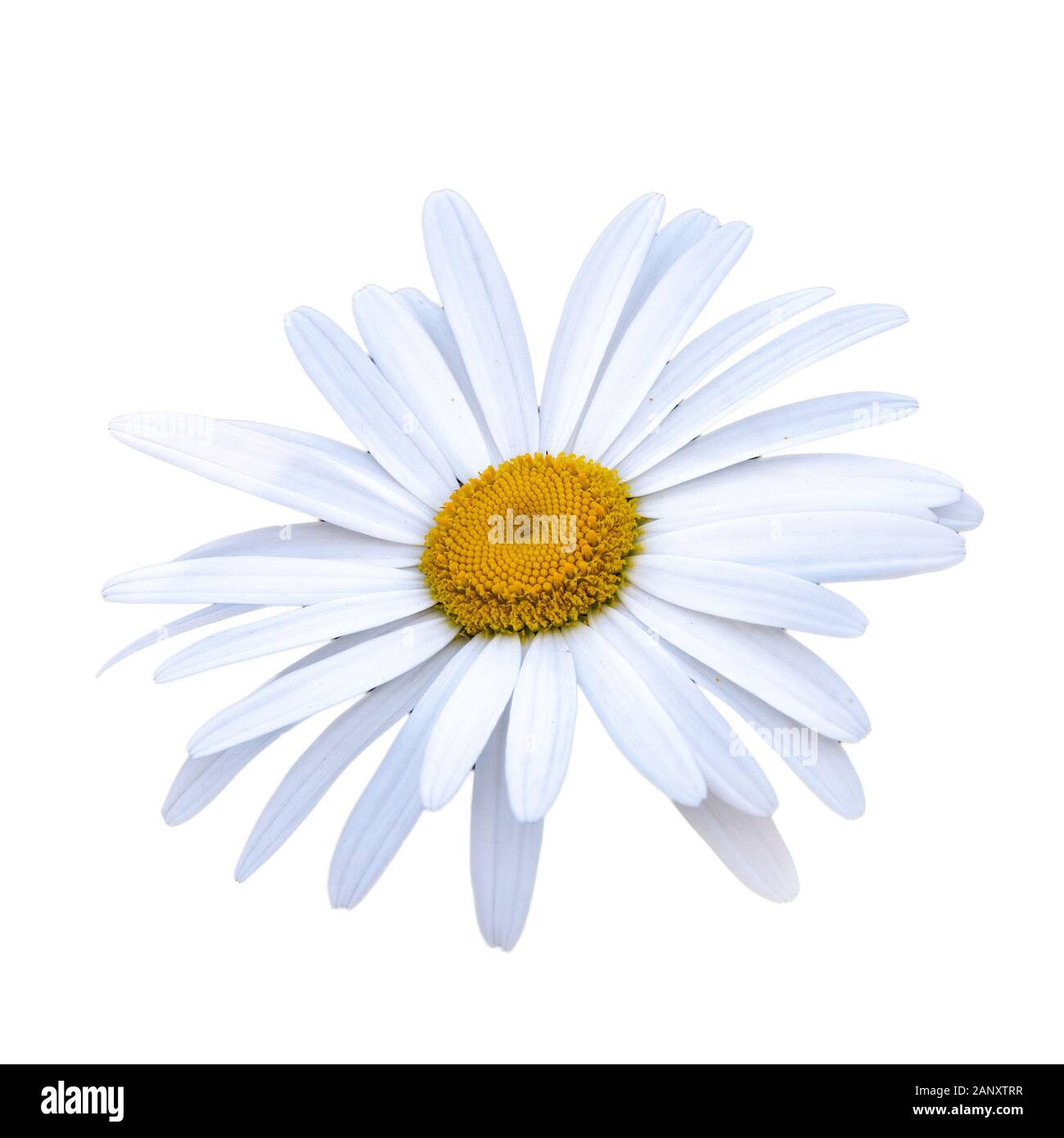 White and yellow daisy flower close-up isolated on a white background with copy space. Matricaria chamomilla, syn. Matricaria recutita Stock Photo