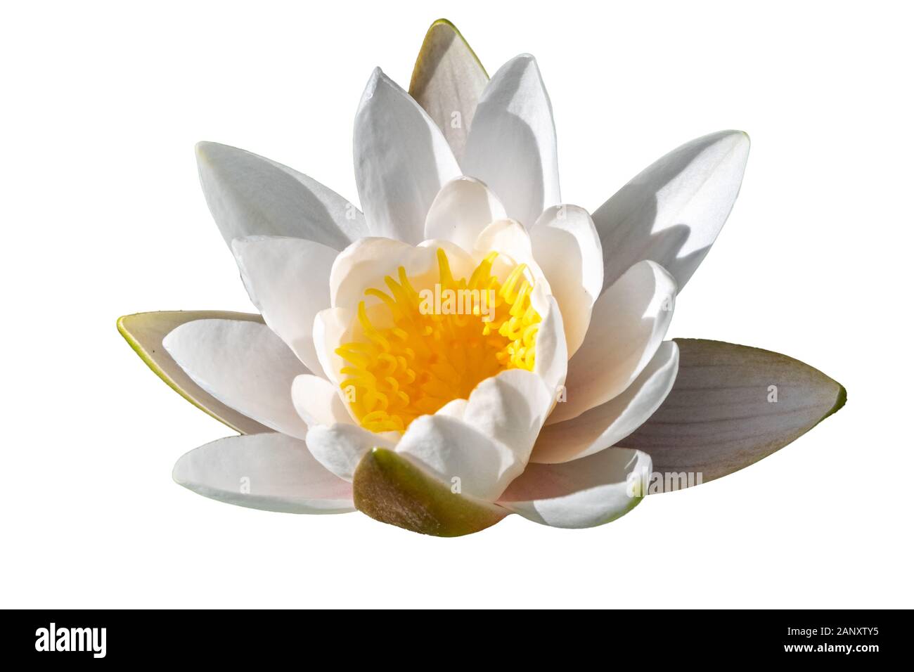 White water lily flower isolated on a white background. Water lily, Nymphaea alba, in the pond Stock Photo