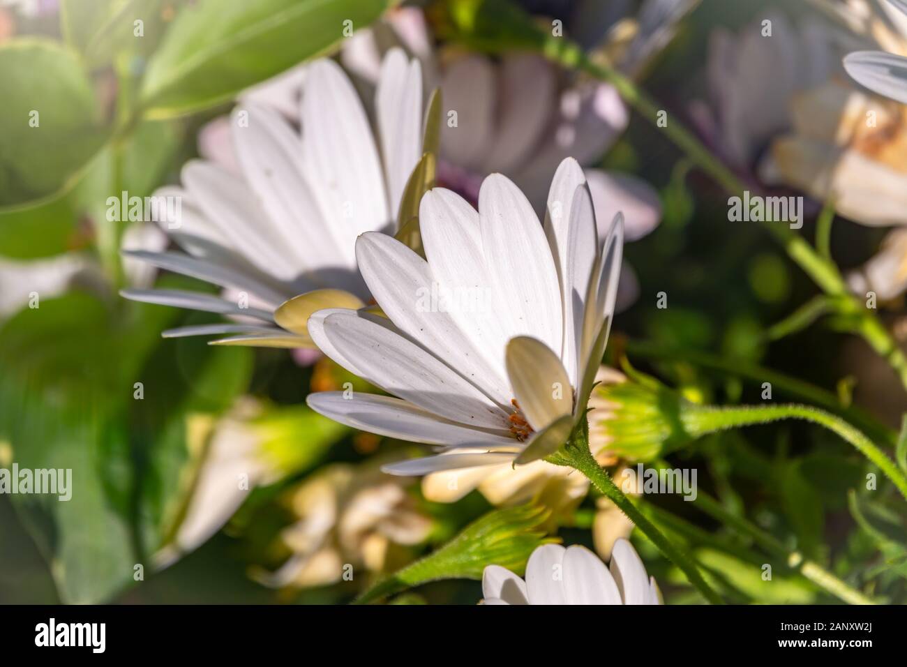 White garden flower Arctotis with blurry background. White gousblom, or african daisy, arctotis. Stock Photo