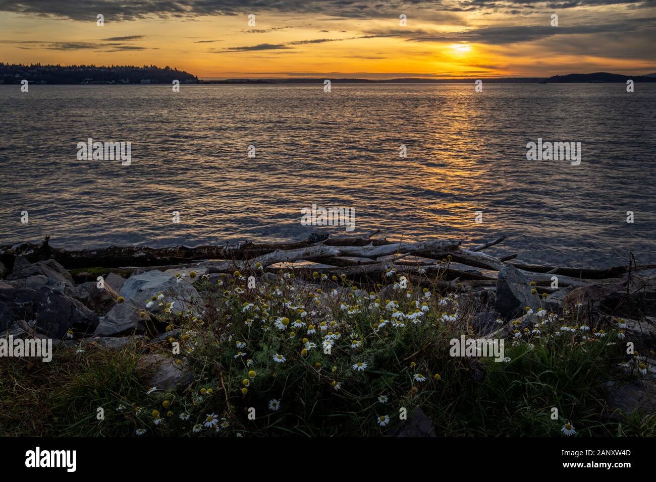Sunset, Puget Sound. Sunset over Elliot Bay viewed from Myrtle Edwards Park over a patch of Oxeye Daisys. Elliot Bay is part of the Puget Sound on the Stock Photo