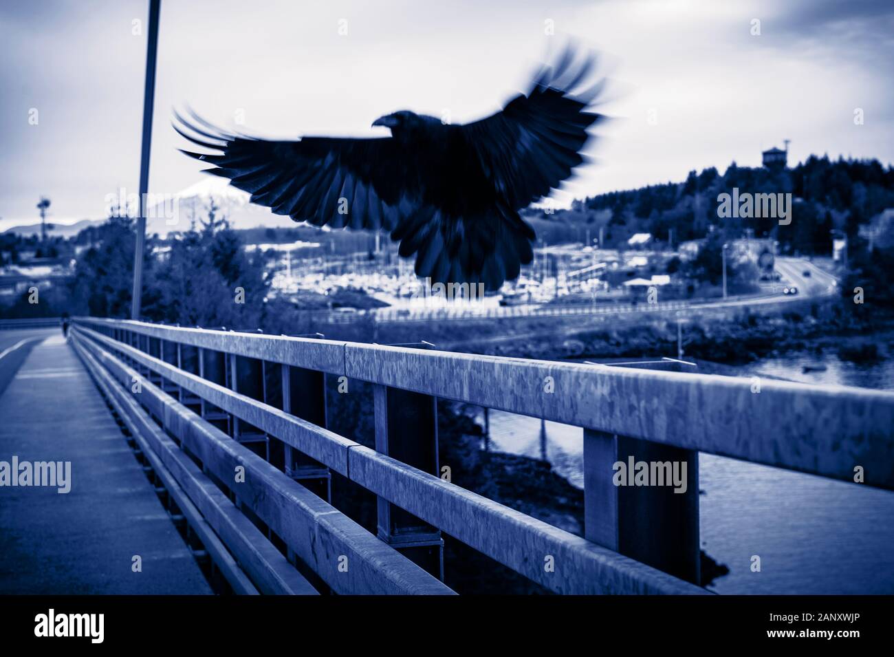 Raven, Corvus corax, landing on bridge railing. Mount Edgecumbe and Japonski Island in the background in Sitka, Alaska, USA Stock Photo