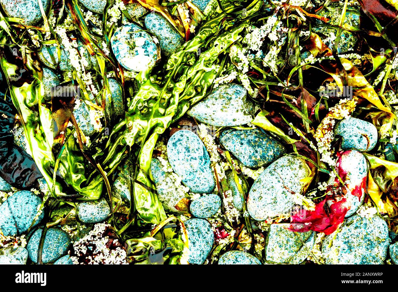 Herring eggs, kelp and beach stones on the shores of Sitka Sound near