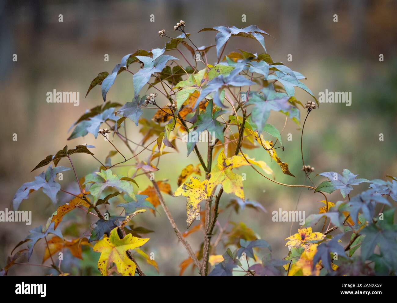 American Sweetgum (Liquidambar styraciflua), Hall County,