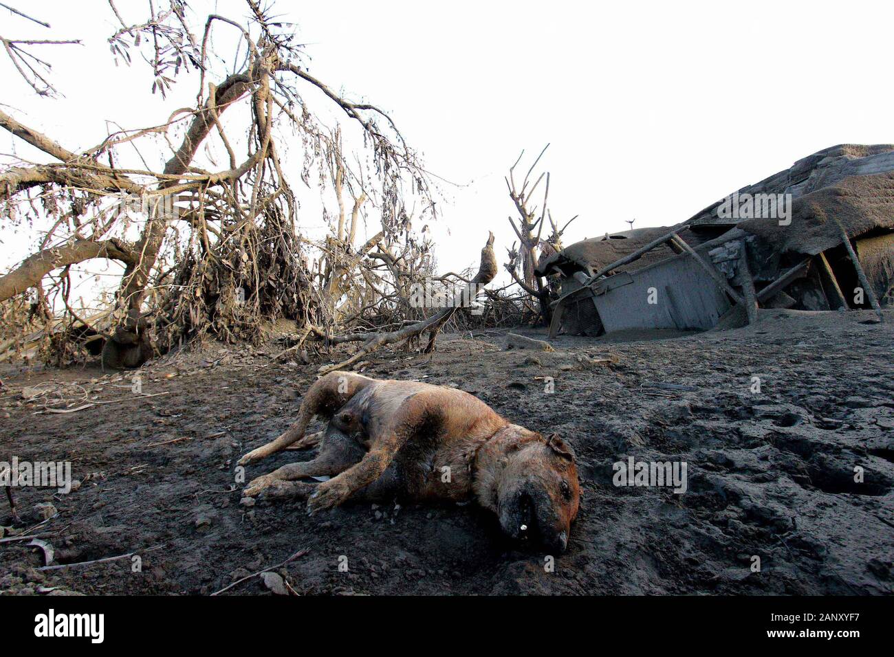 Philippines. 19th Jan, 2020. The animal dead on the ground that a