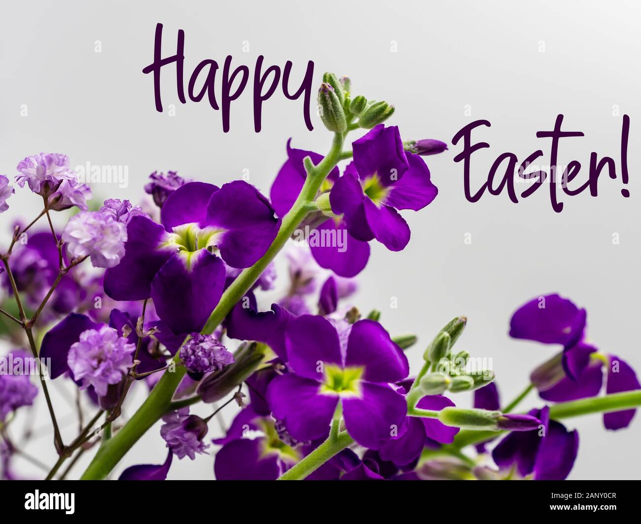 Purple Flower Mix for a Happy Easter Stock Photo - Alamy