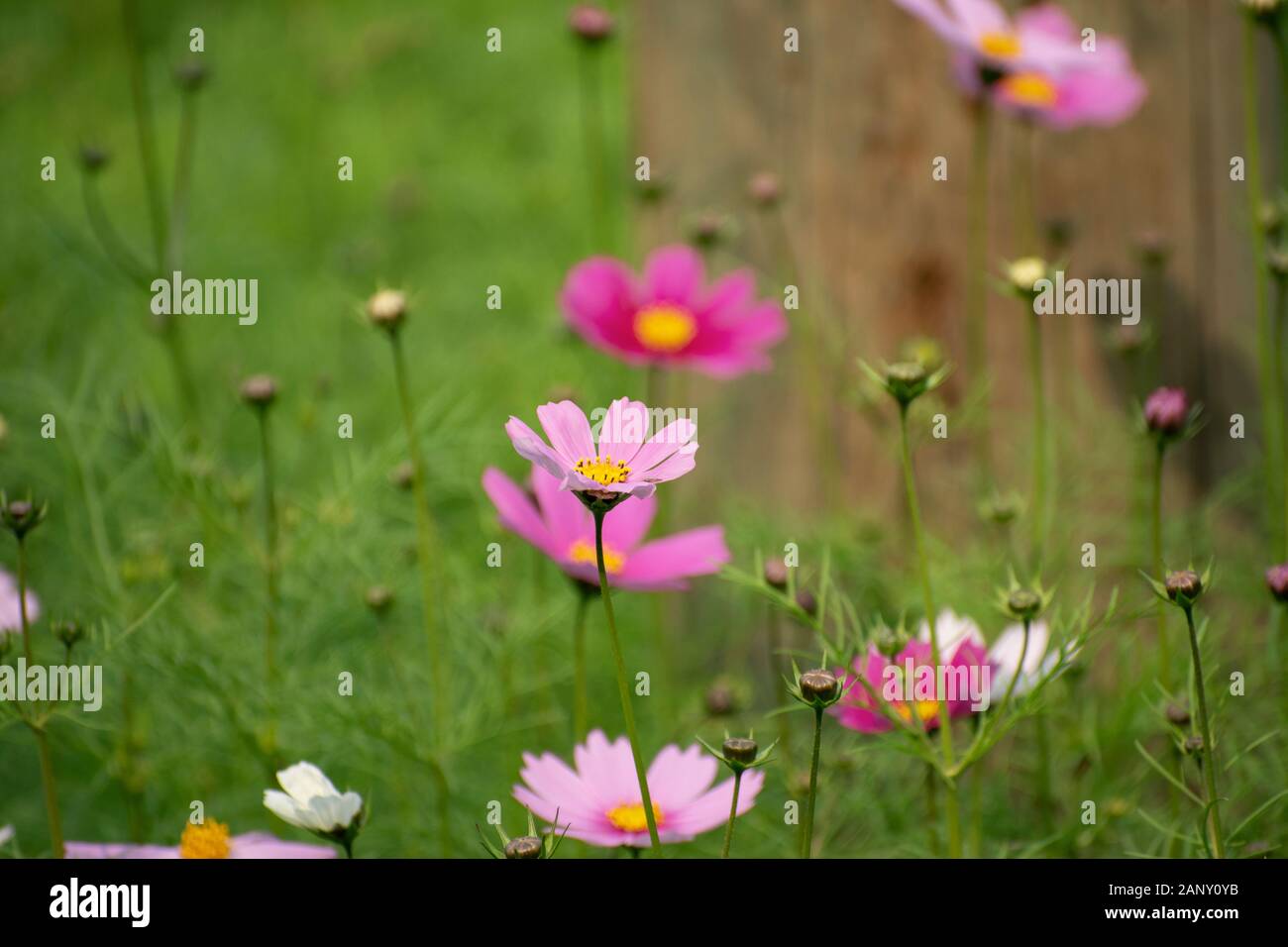 A flower, sometimes known as a bloom or blossom, is the reproductive structure found in flowering plants (plants of the division Magnoliophyta, also c Stock Photo