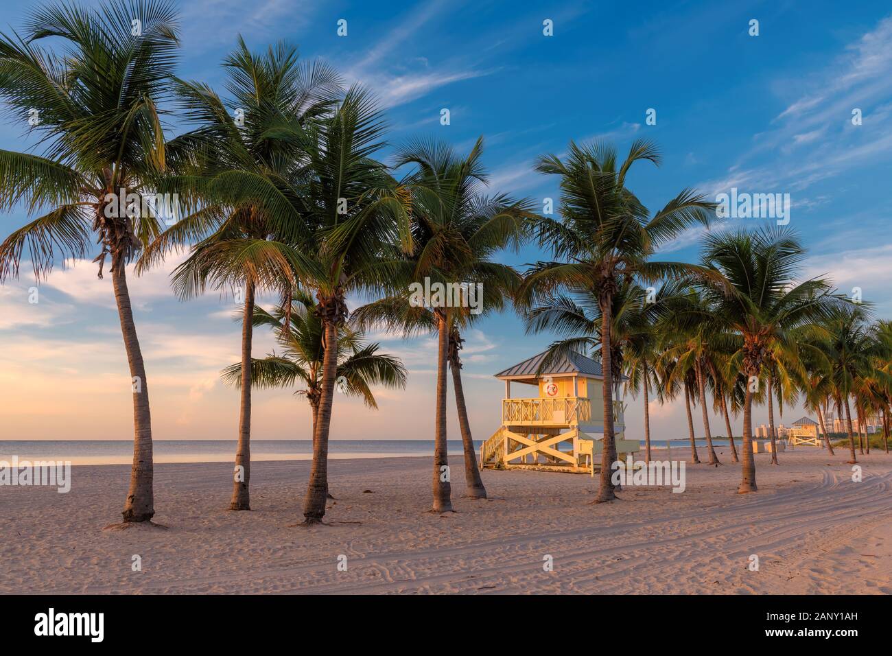Palm trees at sunrise in Miami Beach, Florida. Stock Photo