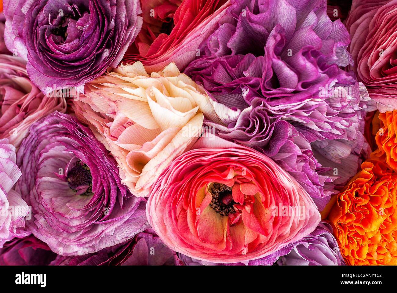 Beautiful flowers in bloom. Close up vibrant colorful ranunculus. Stock Photo