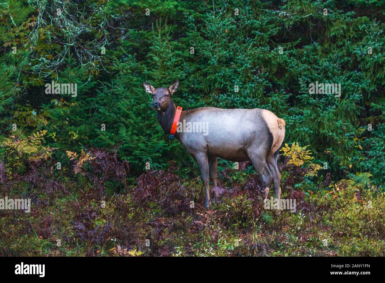 Collared female elk near Clam Lake in northern Wisconsin Stock Photo