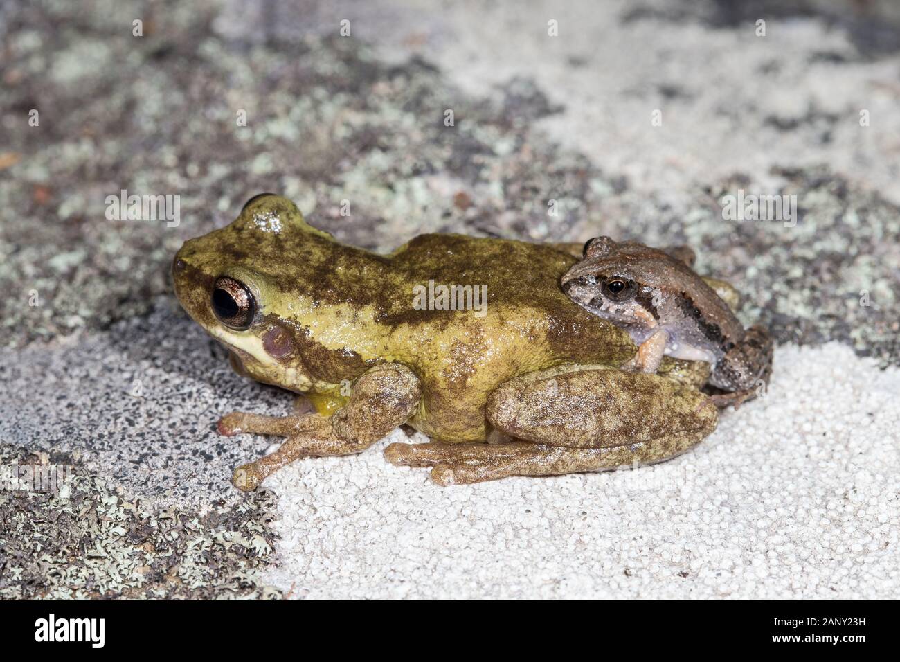 Common Eastern Froglet in amplexus with Screaming Tree Frog Stock Photo Alamy