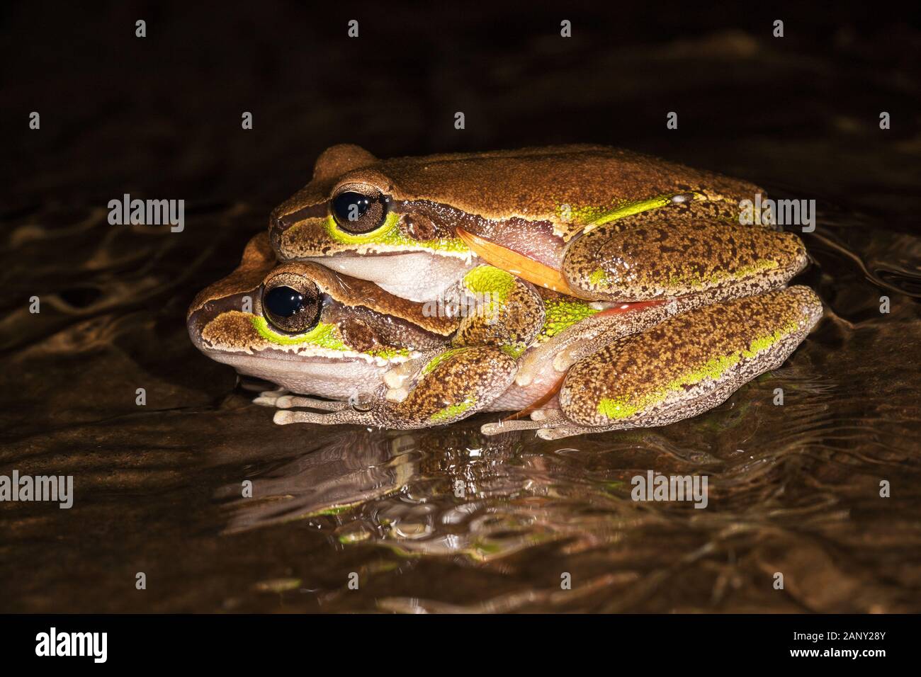 Tree frogs mating hires stock photography and images Alamy