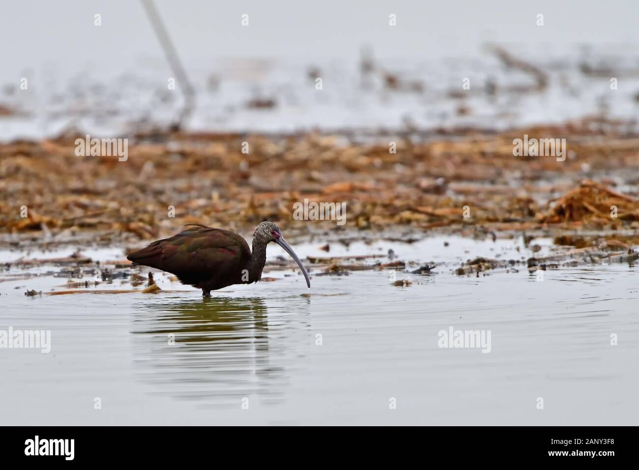 A Glossy Ibis digging in Shallow Water ar MErced Wildlife Refuge, California, USA Stock Photo