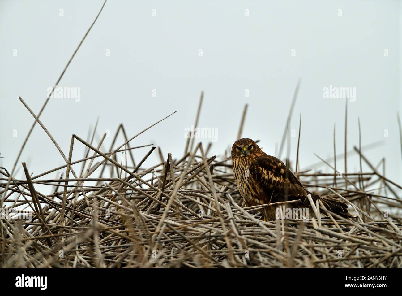 Cooper's Hawk in the Nest at Merced Wildlife Refuge, California, USA Stock Photo
