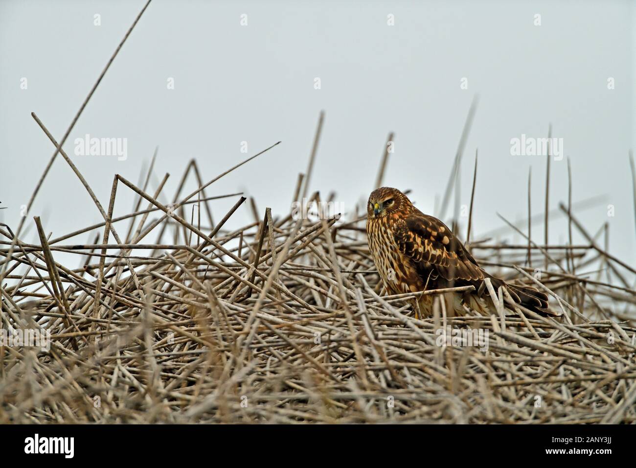 Cooper's Hawk in the Nest at Merced Wildlife Refuge, California, USA Stock Photo