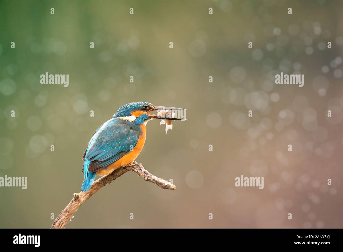 Europe Hungary Opusztaszer Common Kingfisher Male (Alcedo atthis) Eurasian kingfisher and river kingfisher. Stock Photo