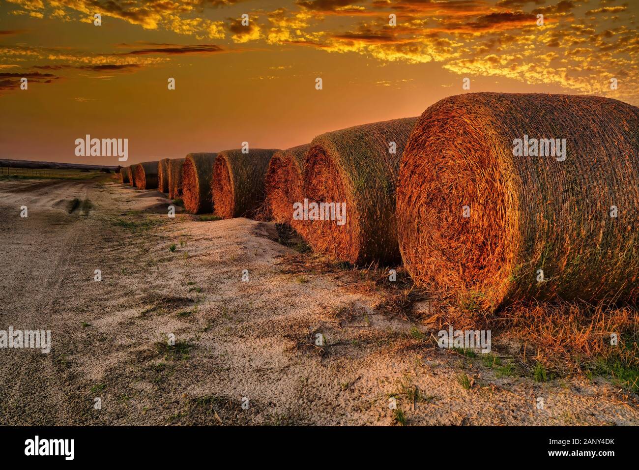 lots of round hay stacks in the sunset Stock Photo