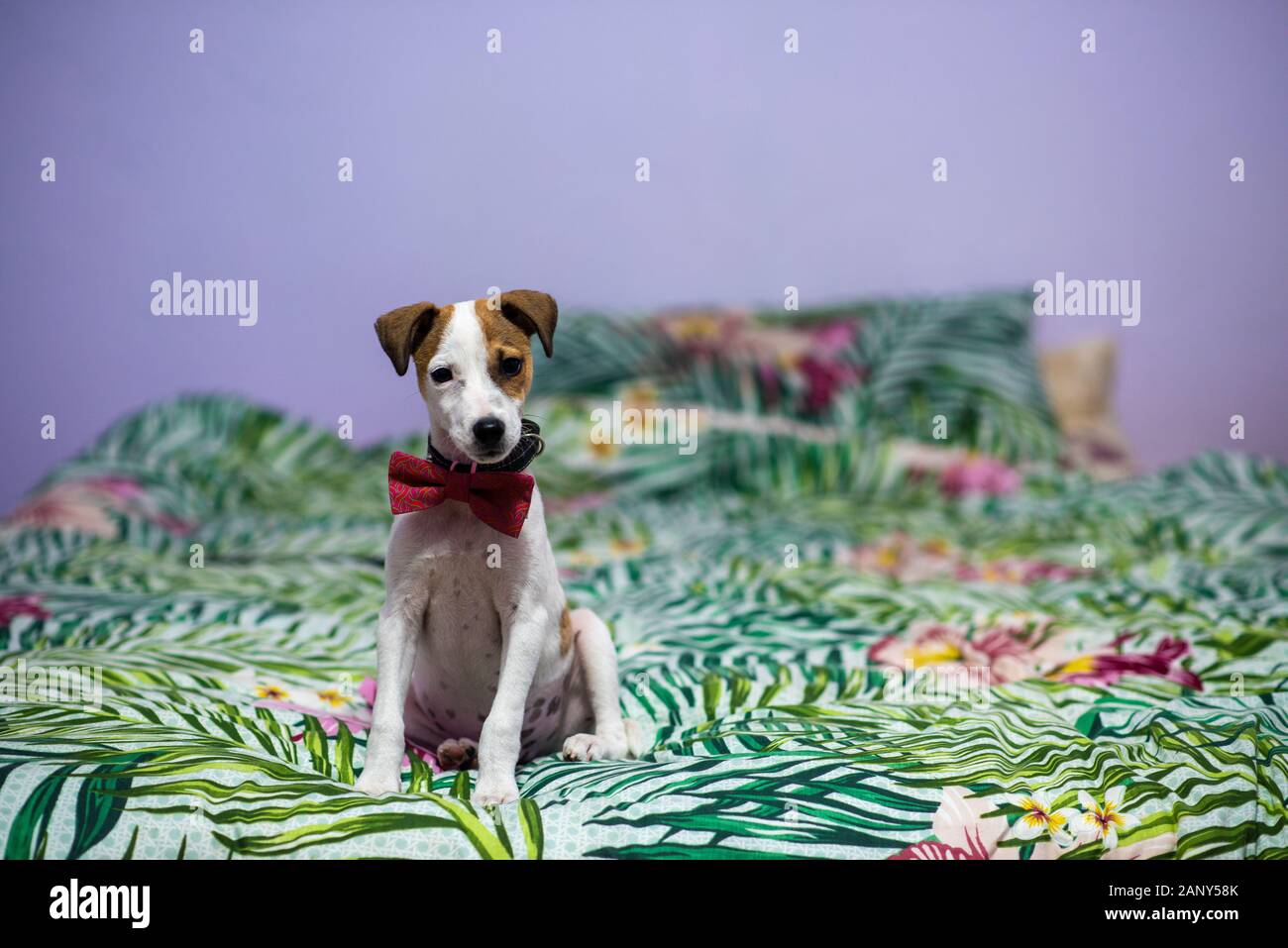 Cute puppy sitting on bed with bow tie on Stock Photo - Alamy