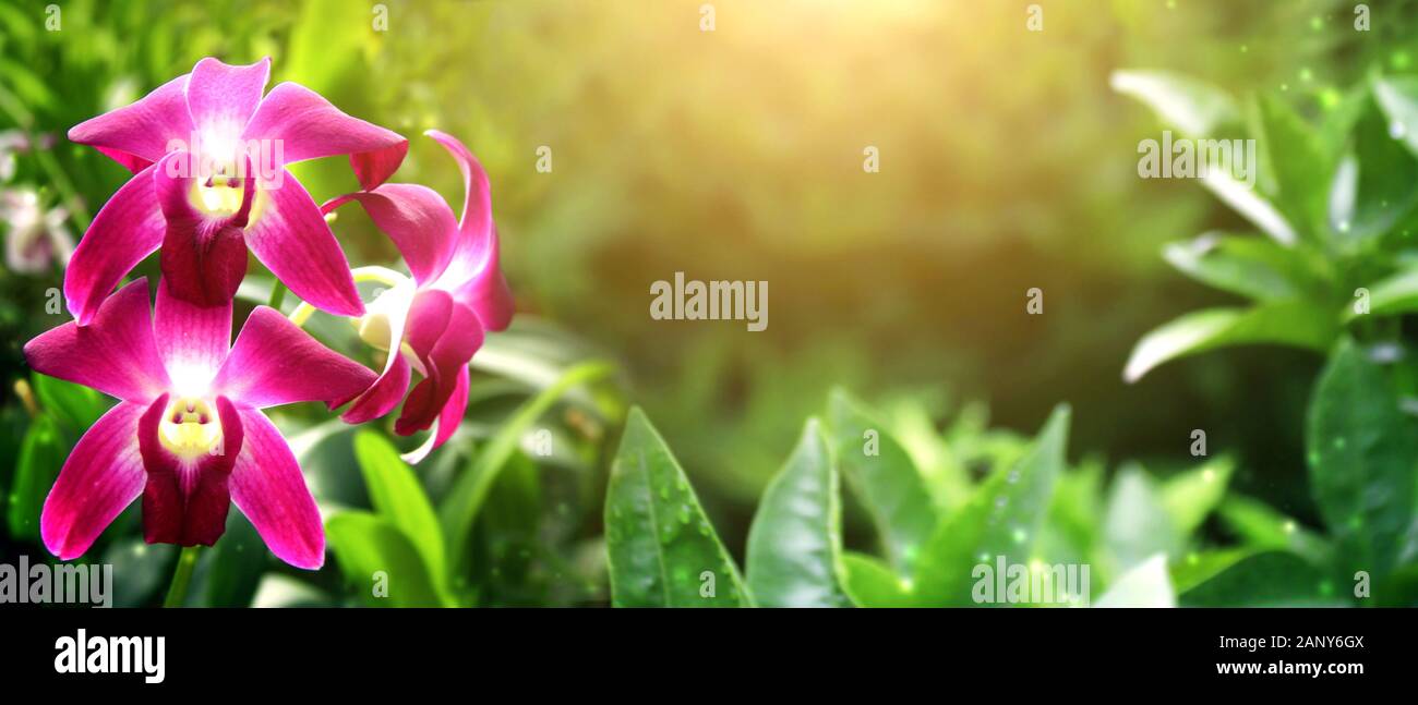 Magical scene with orchid flowers on sunny beautiful nature background. Horizontal banner with leaves of tropical plants and flower. Copy space for te Stock Photo