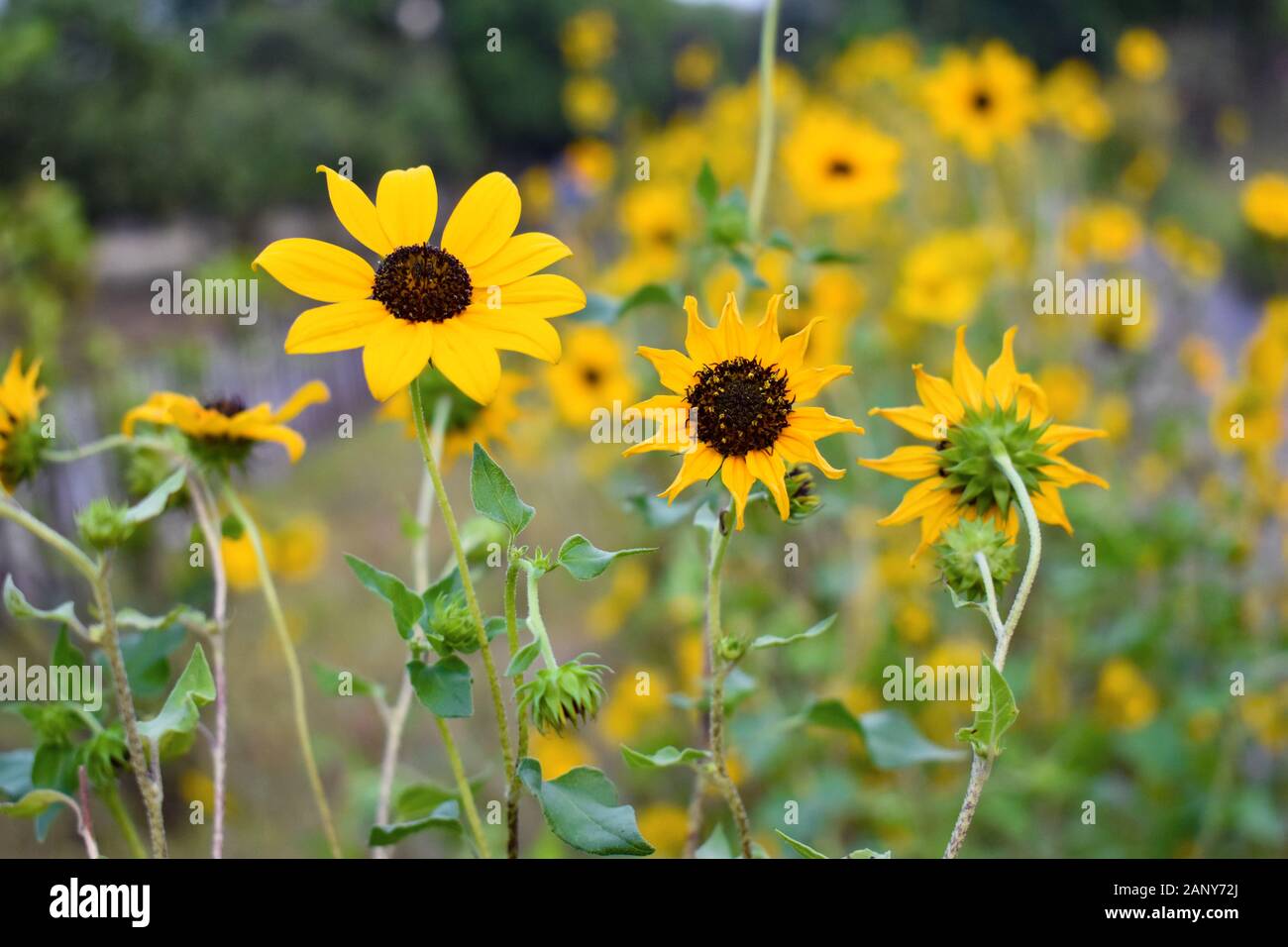 The common sunflower (Helianthus annuus) is a large annual forb of the