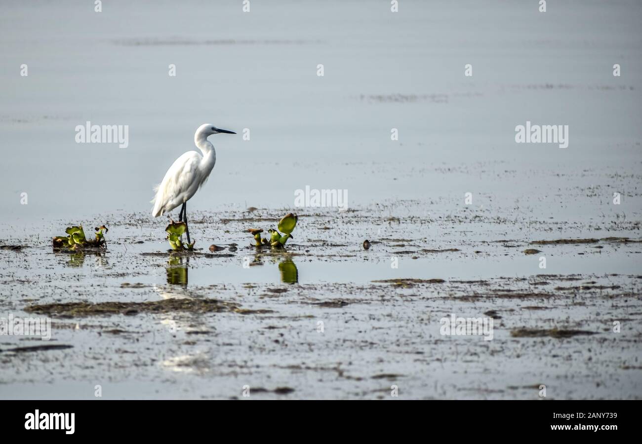 white egret bird hunting in a lake Stock Photo