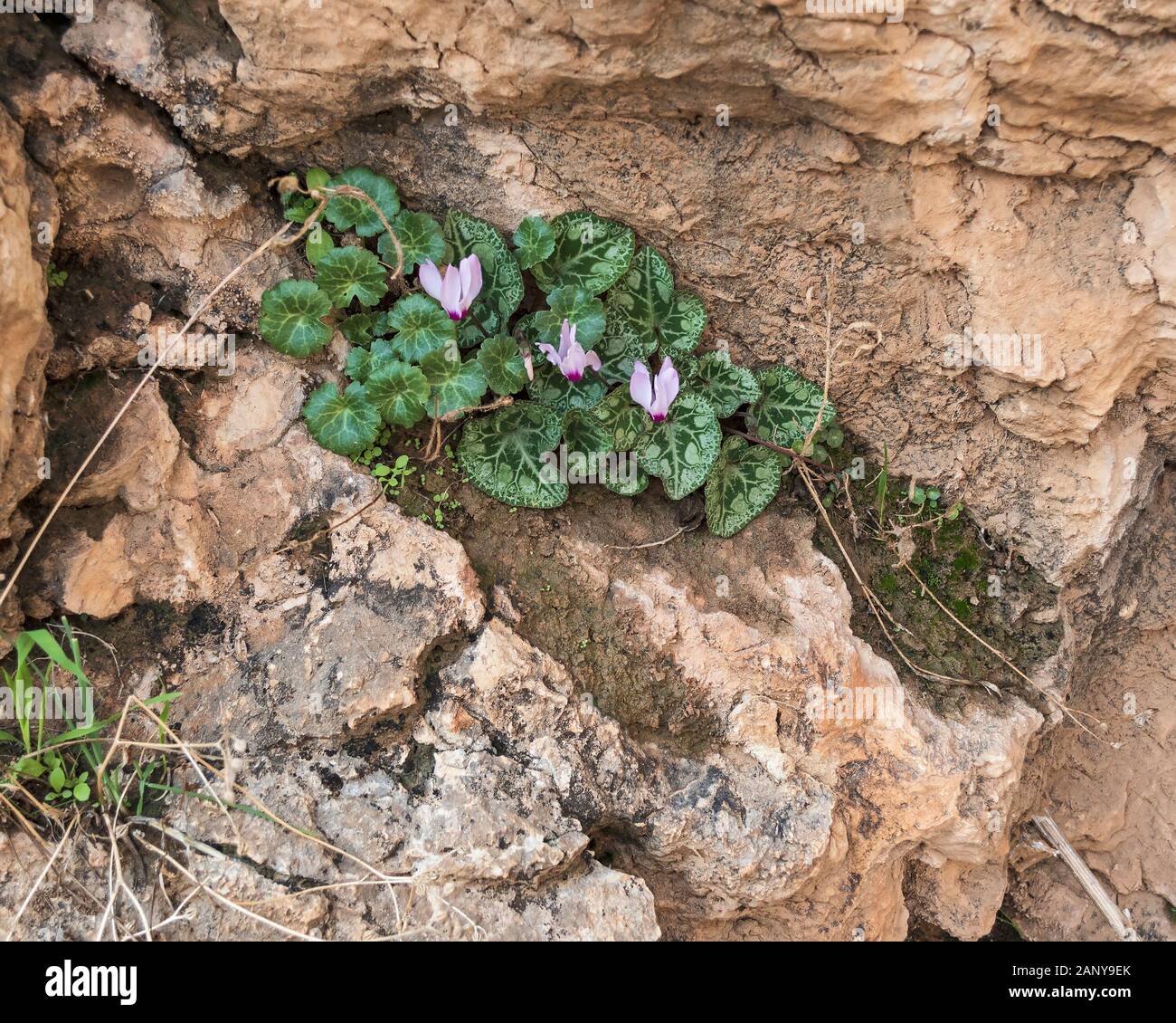 blooming persian cyclamen and pennywort growing together in the wild on a cliff in the ein prat reserve in wadi qelt in the west bank of israel and pa Stock Photo