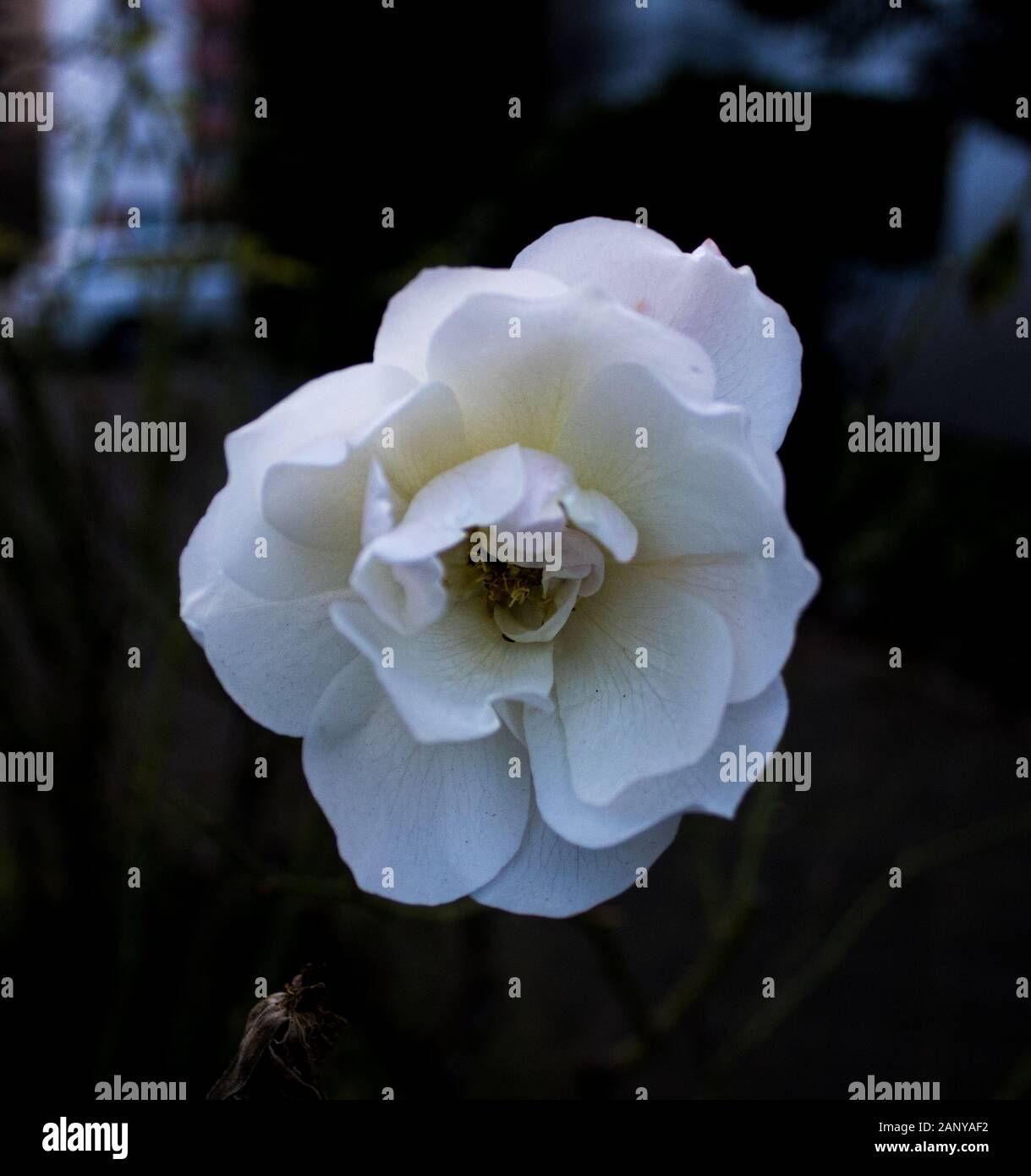 macro shot of a white flower Stock Photo