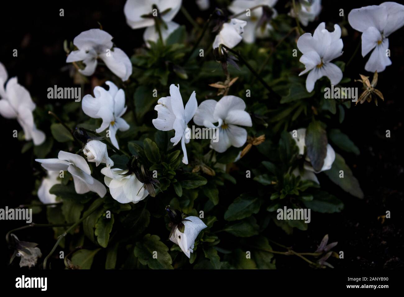 Photo of white flowers in winter Stock Photo