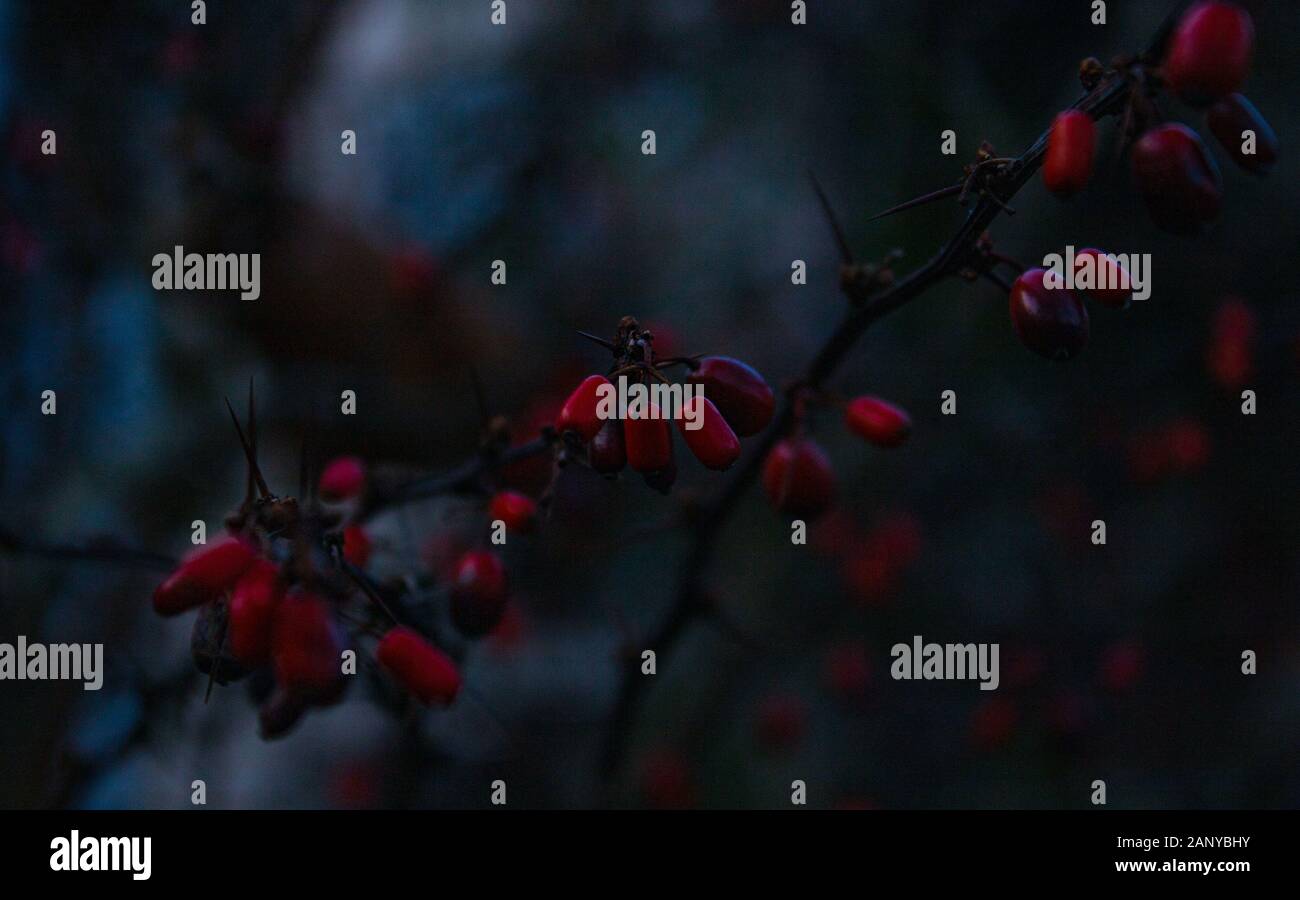 red berries in winter macro Stock Photo