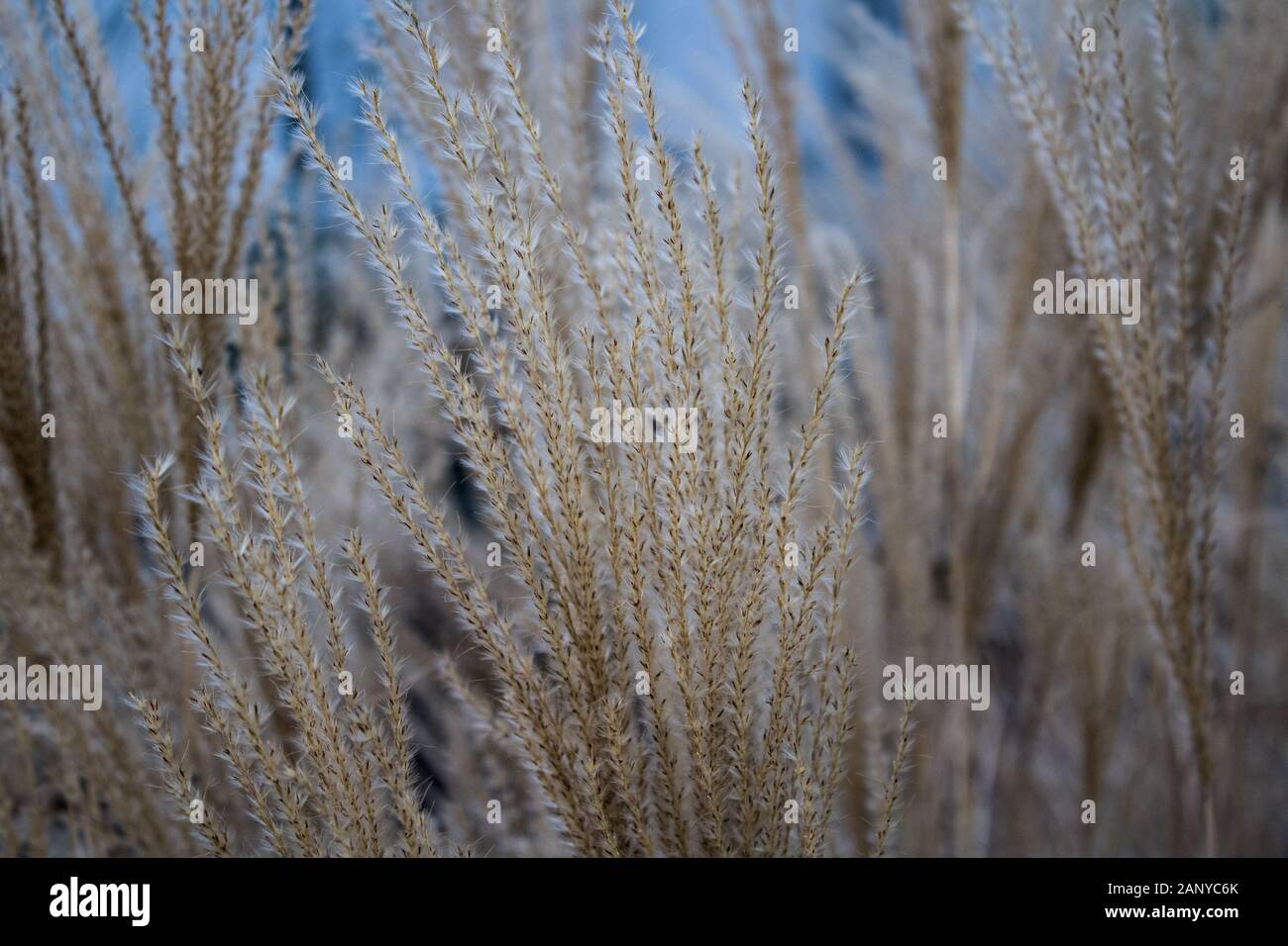 graceful ornamental grass in winter Stock Photo